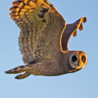 Marsh Owl